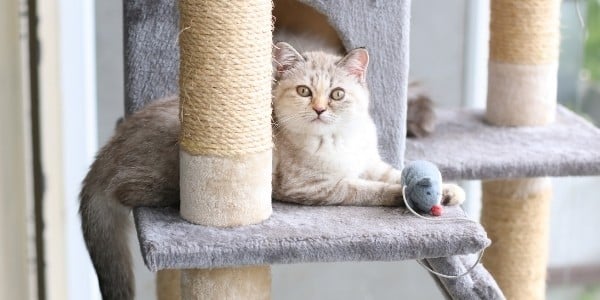 Toys to keep your cat cheap entertained